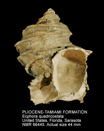 PLIOCENE-TAMIAMI FORMATION Ecphora quadricostata.jpg - PLIOCENE-TAMIAMI FORMATIONEcphora quadricostata(Say,1824)